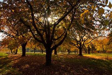 Verfärbte Apfelbäume im Ortenaukreis im Herbst