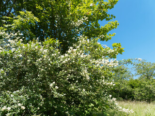(Ligustrum vulgare) Creamy-white flowering in mid-summer and beautiful leafage of privet bush under blue sky