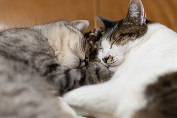 Naklejka na ściany i meble 仲良く眠る二匹の猫　キジトラ猫　サバトラ猫