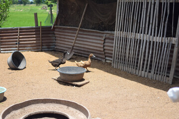 Lots of duck in local farm