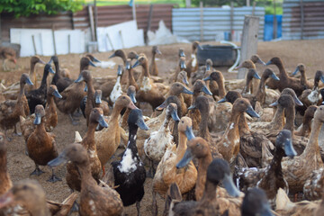 Lots of duck in local farm