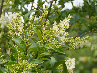 (Ligustrum vulgare) Privet shrub with panicles of creamy-white flowers, lobed petals on stiff branches with shiny green foliage
