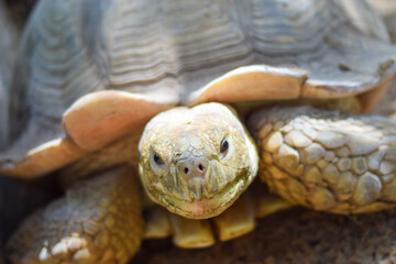 close up head of turtle