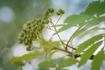 Brush with ripe berries of red mountain ash on a branch with oblong green leaves