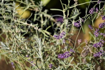 lavender in autumn
