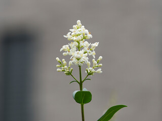 (Ligustrum vulgare) Wild privet stem with a panicle of creamy-white flower 
