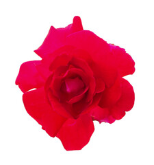 A red rose on a white background.
