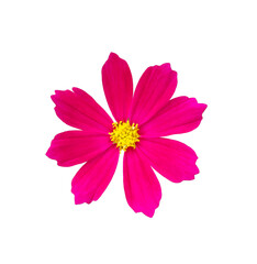 A pink cosmos flower on a white background