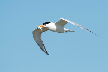 Fototapeta na wymiar American Royal Tern, Thalasseus maximus
