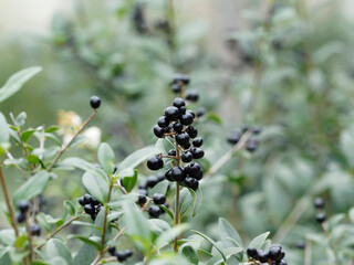 (Ligustrum vulgare) Shrub of wild privet with mature black berries and shiny green lanceolate leaves on stiff erect stems
