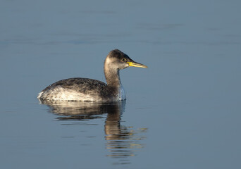 Red-necked Grebe, Podiceps griseigena