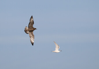 Pomarine Skua, Stercorarius pomarinus