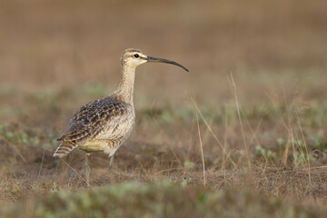 Hudsonian Whimbrel, Numenius hudsonicus