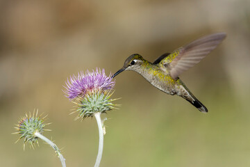 Rivoli's Hummingbird, Eugenes fulgens