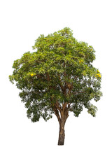 Obraz premium Isolated tree on white background