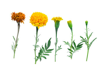 Isolated marigold flower on white background
