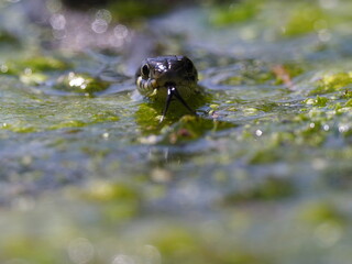 Ringelnatter, Natrix natrix