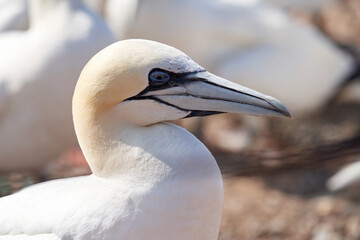 One wild bird head in the wild, Morus bassanus, Northern Gannet on the island of Heligoland on the North Sea in Germany