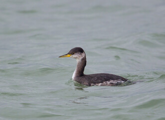 Red-necked Grebe, Podiceps griseigena