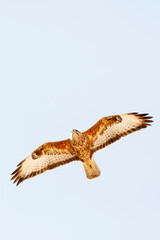 Steppe Buzzard, Buteo buteo vulpinus