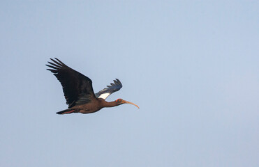 Obraz premium Red-naped Ibis, Pseudibis papillos