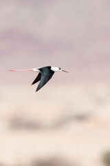 Steltkluut, Black-winged Stilt, Himantopus himantopus