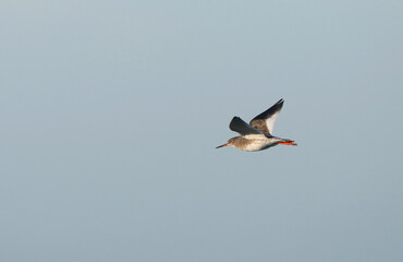 Icelandic Redshank, Tringa totanus robusta