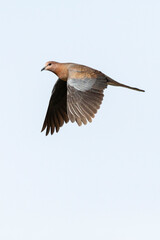 Palmtortel, Laughing Dove, Streptopelia senegalensis
