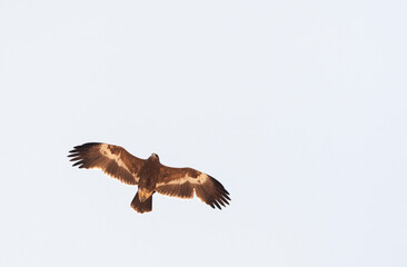 Steppearend, Steppe Eagle, Aquila nipalensis