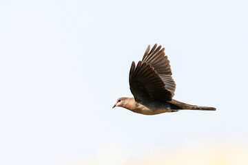 Palmtortel, Laughing Dove, Streptopelia senegalensis