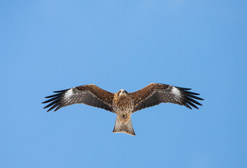 Black-eared Kite, Milvus lineatus
