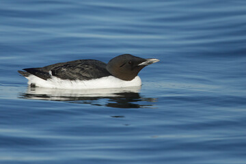 Thick-billed Murre (Uria lomvia), also known as Brunnich's Guillemot,