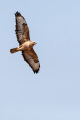 Steppe Buzzard, Buteo buteo vulpinus