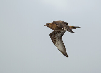 Pomarine Skua, Stercorarius pomarinus