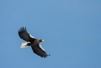 Steller's Sea Eagle, Haliaeetus pelagicus