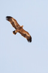 Steppearend, Steppe Eagle, Aquila nipalensis