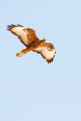 Steppe Buzzard, Buteo buteo vulpinus
