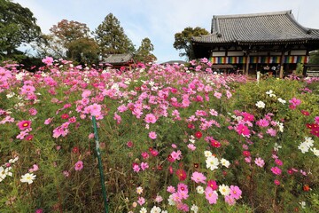 般若寺のコスモス