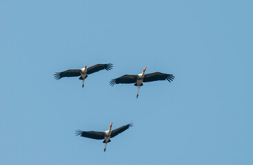 Painted Stork, Mycteria leucocephala