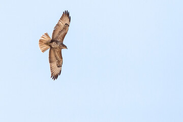 Steppe Buzzard, Buteo buteo vulpinus