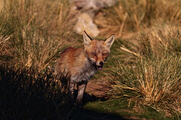 Retrato de zorro comun