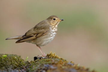 Swainson's Thrush, Catharus ustulatus