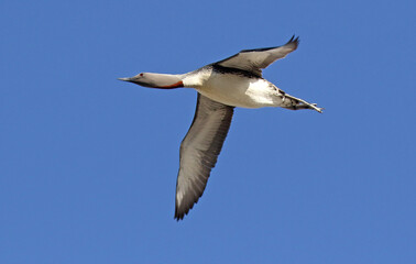 Red-throated Diver, Gavia stellata