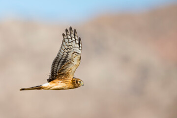 Northern Harrier, Circus hudsonius