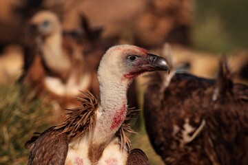 Retrato de buitre leonado