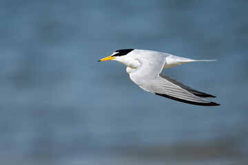 Least Tern, Sternula antillarum