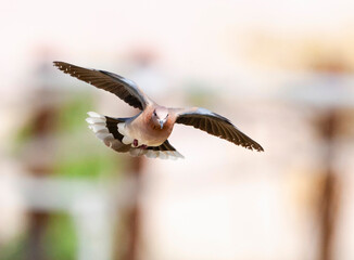 Palmtortel, Laughing Dove, Streptopelia senegalensis