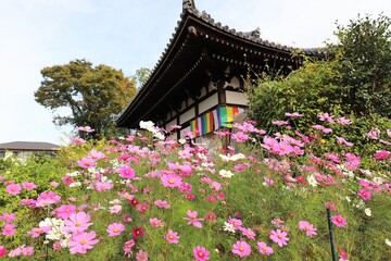 Fototapeta premium 般若寺のコスモス