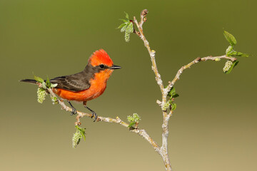 Vermilion Flycatcher, Pyrocephalus obscurus