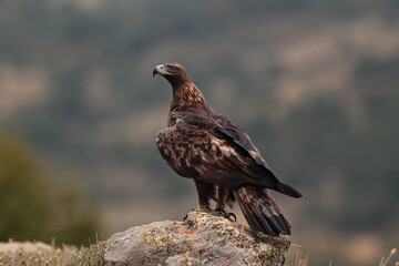 Aguila real